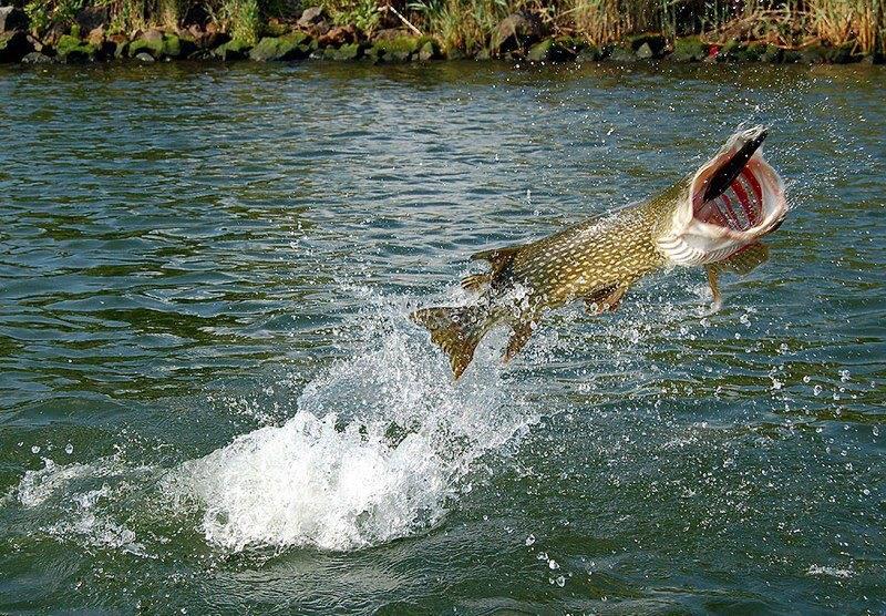 Neajlov - 941015188648777951224336118964n.jpg